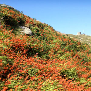 Crocosmia in bloom